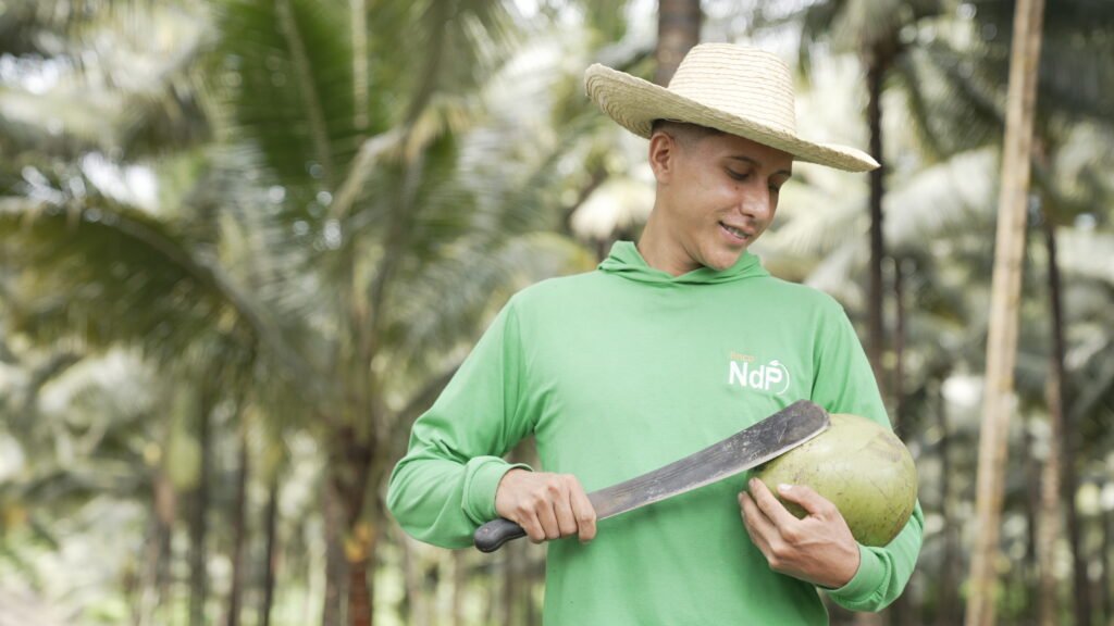 Agricultor cosecha cocos en una finca de Manabí para la producción de agua de coco natural.