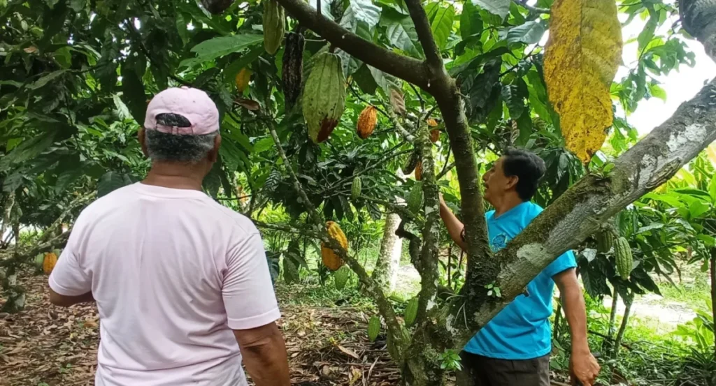 Trabajador agrícola revisando la cosecha durante el monitoreo sobre el precio del cacao ecuatoriano.