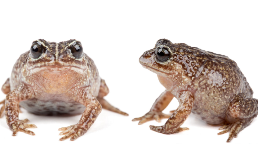 Fotografía de la nueva especie Lynchius romolerouxae hallada entre bromelias en la Reserva Biológica Cerro Plateado