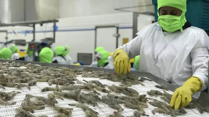 Cultivo y procesamiento que demuestran la ventaja competitiva del camarón ecuatoriano frente a China.