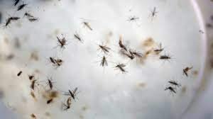 Innovación contra el dengue: Empresas se unen para liberar mosquitos antidengue en el caribe