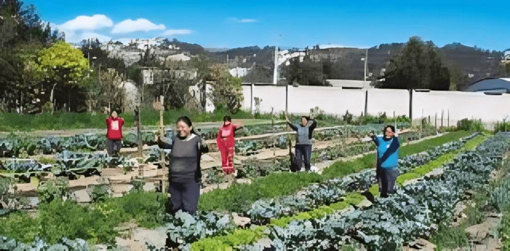 Alimentación saludable llega a los barrios de Quito: Agricultura Urbana Participativa en acción