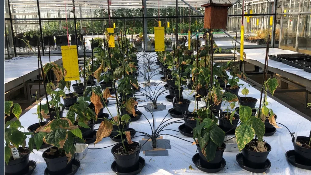 La orina humana como fertilizante en mundos extraterrestres