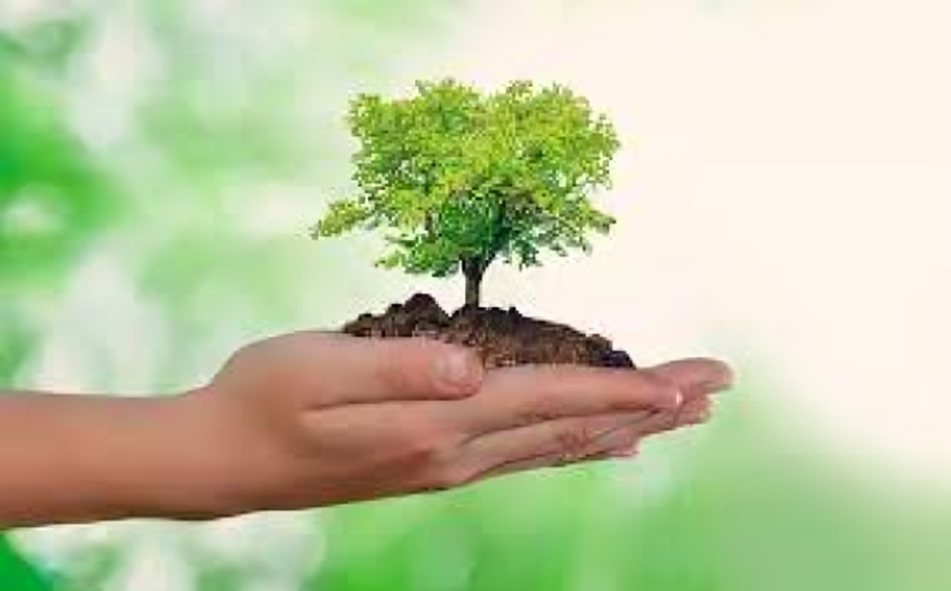 Sostenibilidad: Desafíos y oportunidades en el Día Mundial del Medio Ambiente