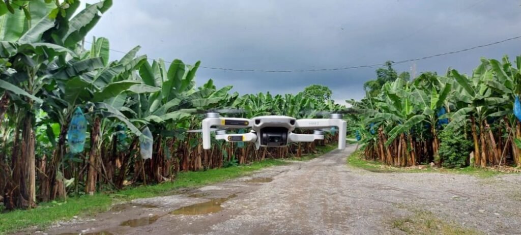 Agrocalidad: Drones intensifican detección de brotes de moko en banano