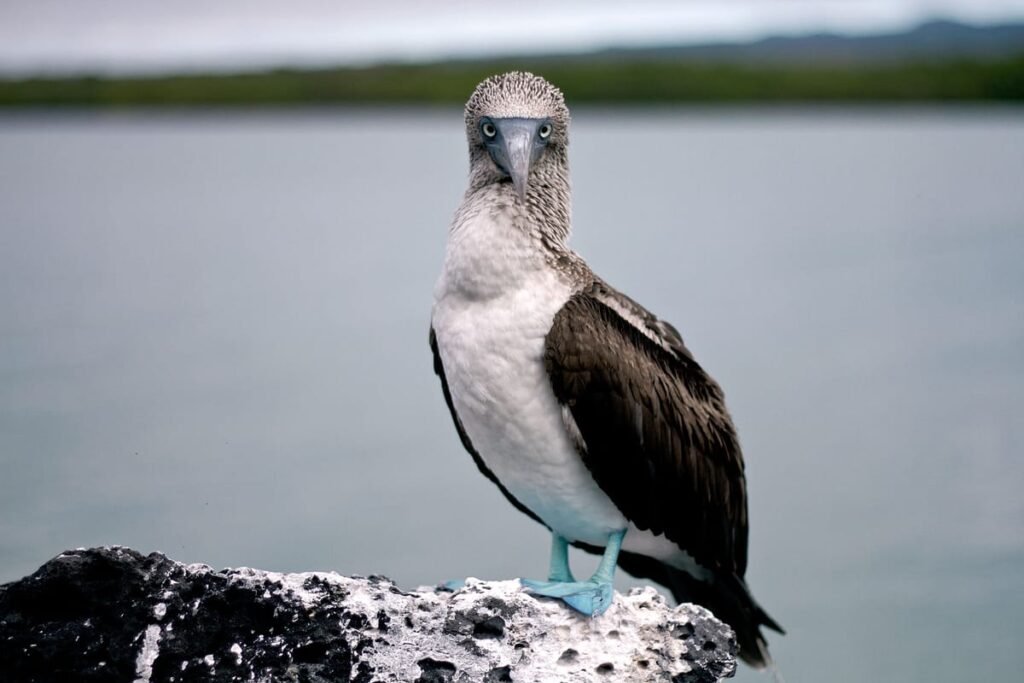 Galápagos