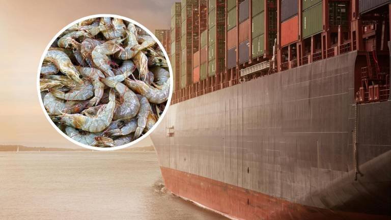 Brasil suspende importaciones de camarones de Ecuador por fallos sanitarios