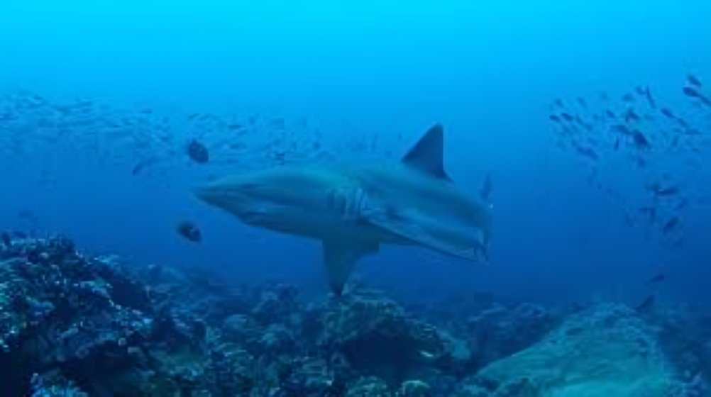 Fondo Ambiental Mundial aprueba 15,6 millones de dólares para fortalecer la conservación del Corredor Marino del Pacífico.
