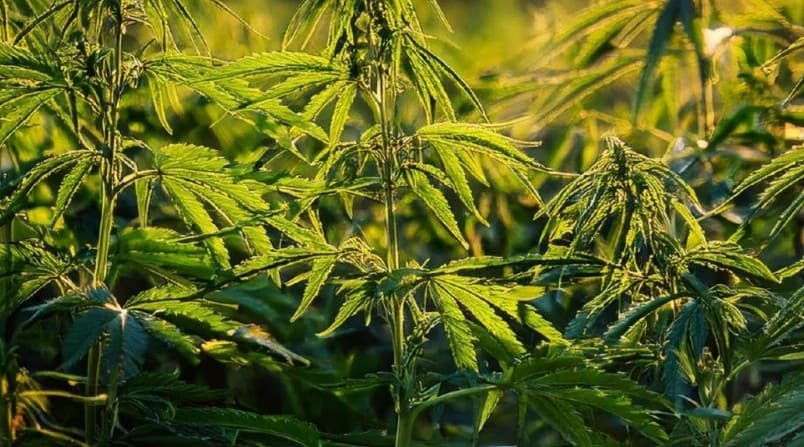 Manual Técnico de Cultivo de Cannabis No Psicoactivo: Lanzamiento histórico en Ecuador
