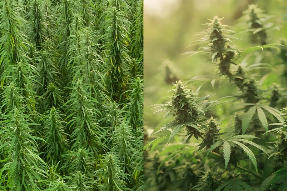 diferencias entre cannabis y marihuana
