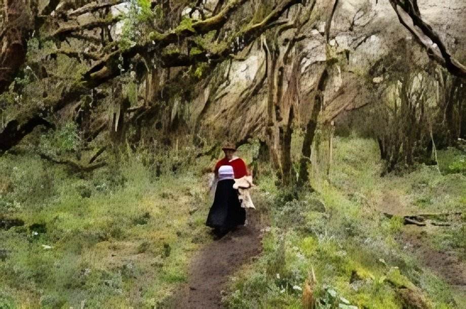 Acción Andina refuerza su llamado por la restauración de los bosques altoandinos