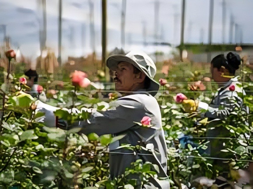 LATAM Cargo transportó 24 000 toneladas de flores por el Día de la Madre