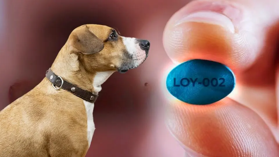 píldora para alargar la vida de los perros