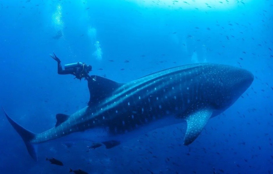 Galápagos