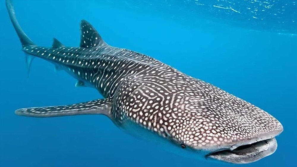 Galápagos: Marcan por primera vez a un macho adulto de tiburón ballena