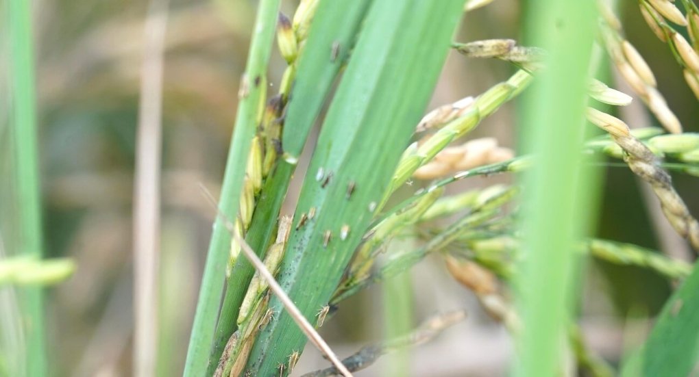 Arrozales afectados por plaga sogata en provincias de Los Ríos y Guayas, Ecuador, con técnicos realizando monitoreo fitosanitario