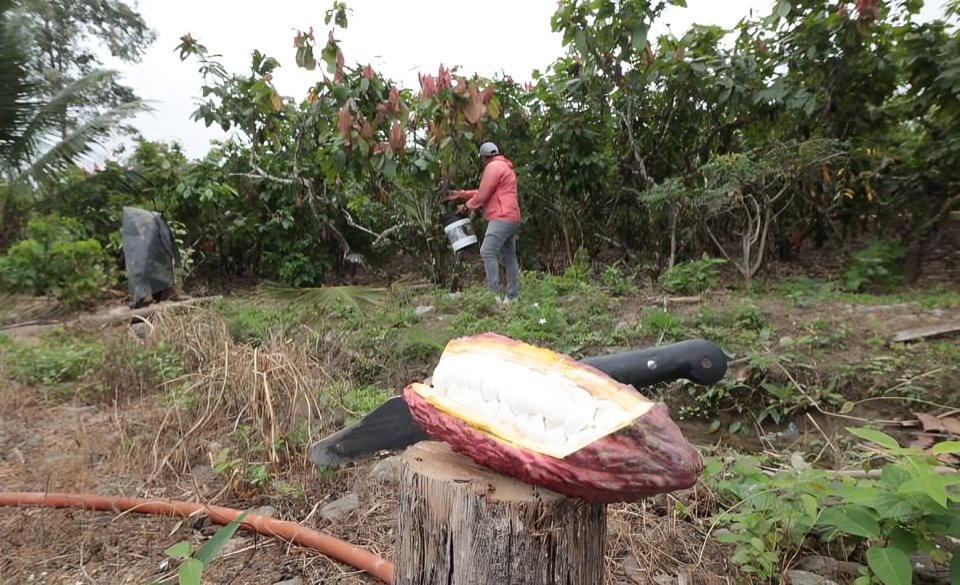 Agricultores de cacao enfrentan extorsiones en zonas rurales de Los Ríos, Ecuador
