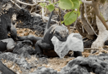 Ningún ecosistema ecuatoriano está libre de contaminación plástica, revela estudio nacional Contaminación plástica afecta ecosistemas de Ecuador según estudio nacional