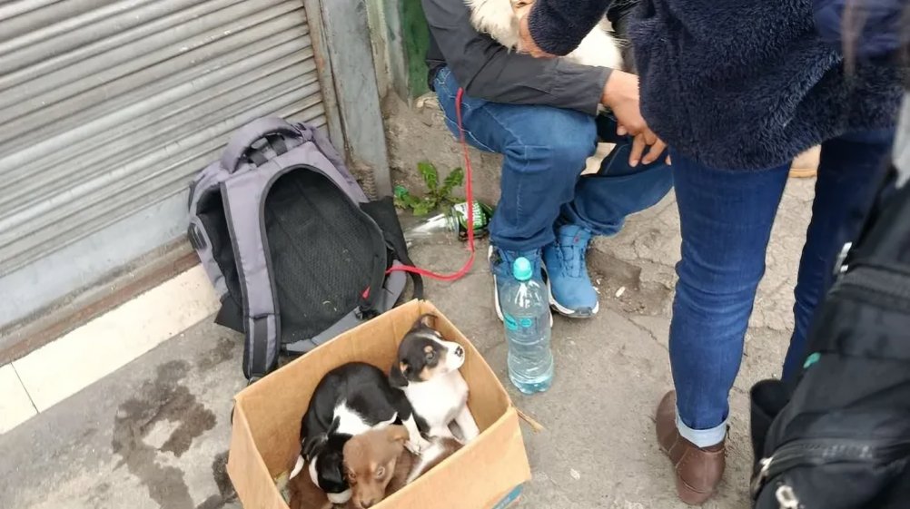 Perros y gatos rescatados esperan adopción en Hospital Veterinario Wiwakunapak durante campaña contra abandono de mascotas en Ambato