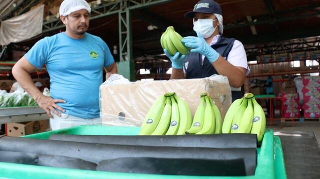 banano cavendish