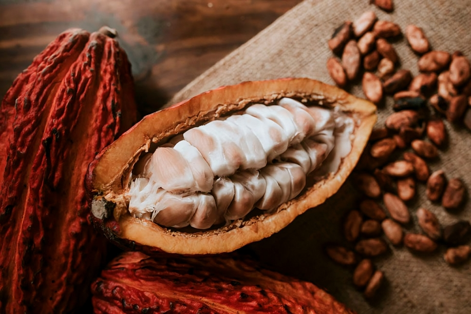 Ecuador puede convertirse en el segundo productor mundial de cacao