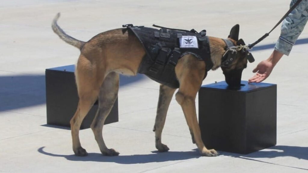 Perro antidrogas detectó cocaína en caja con artesanías durante control aeroportuario en Ecuador