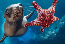 El Tratado de Altamar entra en vigor y redefine la protección oceánica Tratado de Altamar entra en vigor