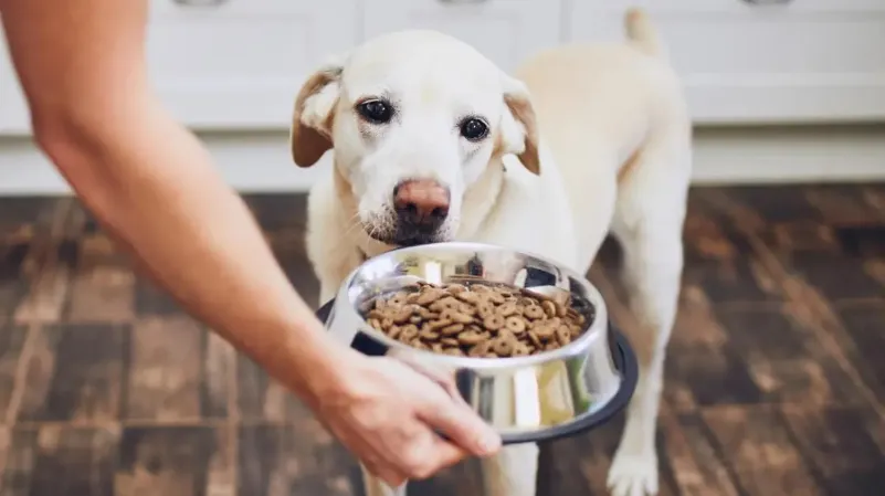 alimentos para mascotas 