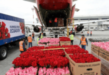 San Valentín 2026 impulsa exportaciones de flores desde Ecuador exportaciones de flores