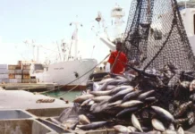 ¿Es el Pescado que Pagas Realmente lo que Comes? Descubre el Fraude Alimentario en Productos del Mar Consumidor examinando pescado en el mercado, preocupado por el fraude alimentario.