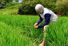 Aumento del combustible golpea al campo: agricultores enfrentan mayores costos y riesgo de menor producción