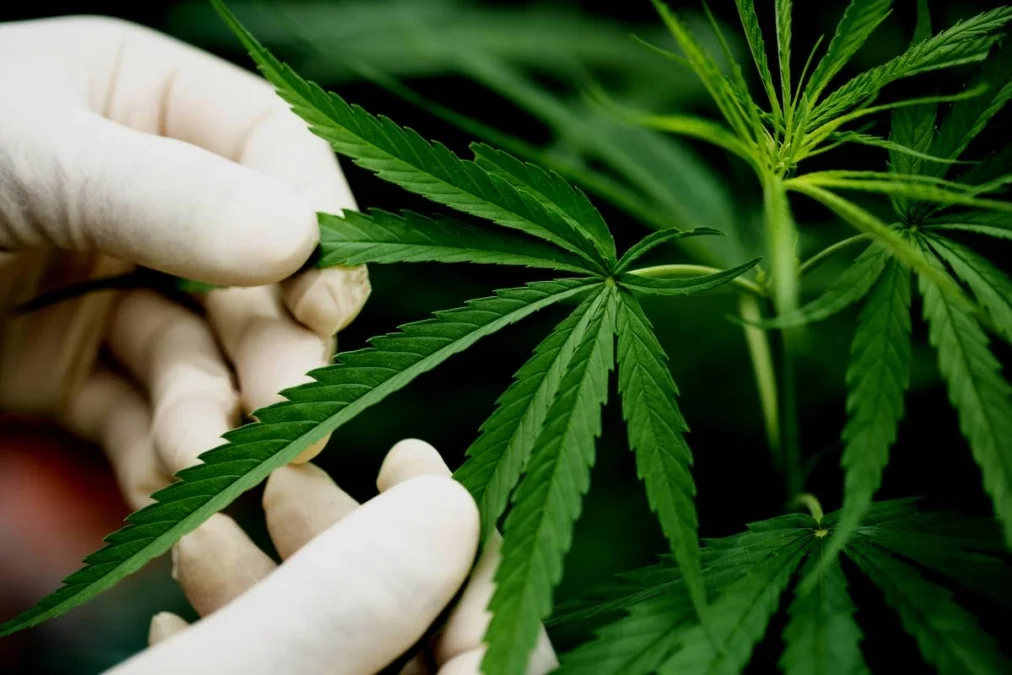 Representación del CBD en productos de salud y bienestar, con un enfoque en su uso en terapias naturales y autocuidado.