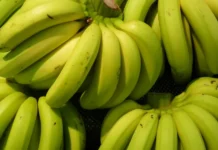 Plátano Verde Ecuador Aranceles Colombia: MAG Impulsa Marzo Sabe a Verde plátano verde Ecuador aranceles Colombia