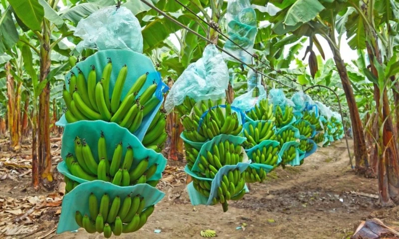 Cepal mejora proyección para Ecuador