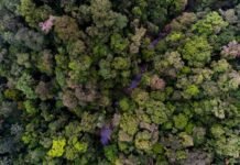 Los bosques tropicales pueden recuperarse rápidamente: un innovador estudio confirma el impacto de la conservación a largo plazo, en el Chocó ecuatoriano biodiversidad en bosques tropicales