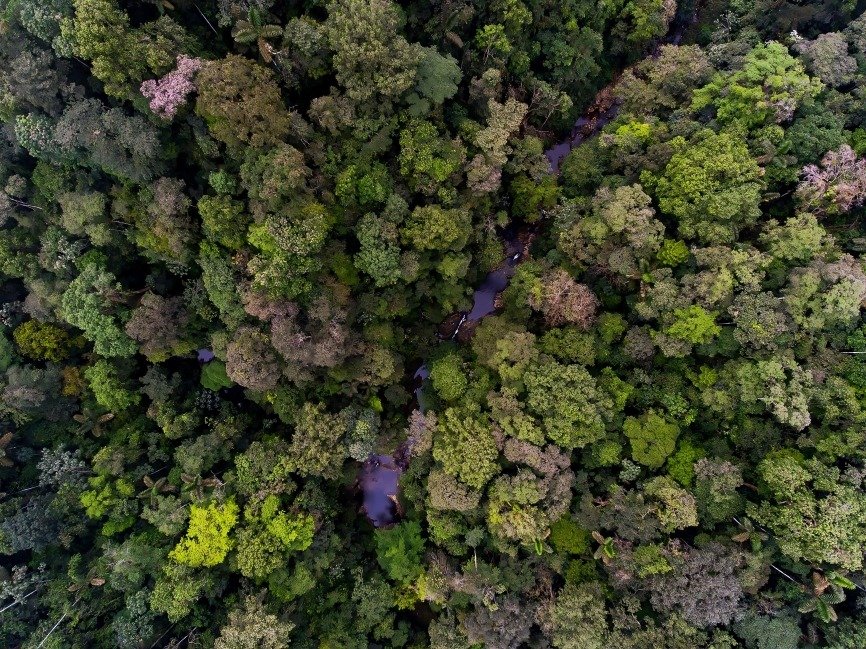 biodiversidad en bosques tropicales