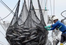 Gobierno crea subsidio temporal al diésel para aliviar crisis del sector pesquero industrial subsidio temporal
