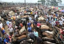 El precio de la carne sube en Ecuador por la caída del hato ganadero Ganado bovino en una finca de Ecuador ante la reducción del hato ganadero y el aumento del precio de la carne.