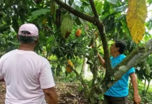La cotización internacional de la materia prima registra una contracción tras alcanzar máximos históricos Trabajador agrícola revisando la cosecha durante el monitoreo sobre el precio del cacao ecuatoriano.