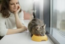 De gatito a senior: los nutrientes que tu gato necesita en cada etapa de su vida Gato doméstico disfrutando de su alimento balanceado de alta calidad formulado con nutrientes para tu gato.