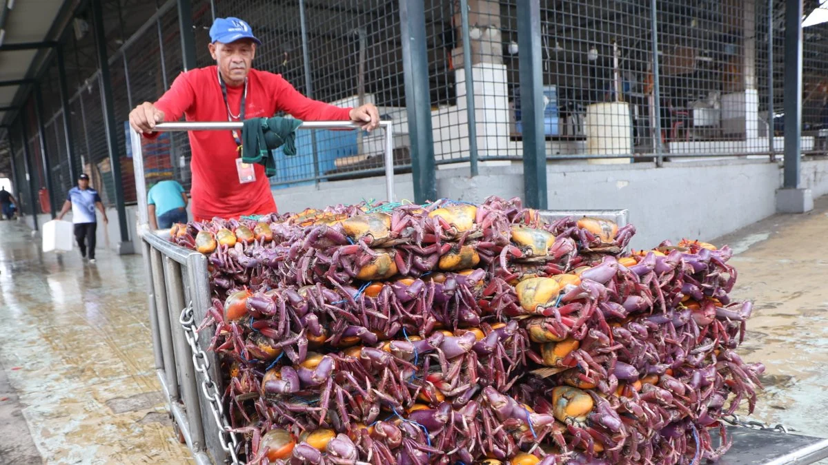 Cangrejo rojo ecuatoriano recién capturado en un mercado de la Costa