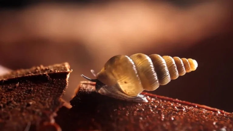Caracol diminuto de nueva especie descubierta en rocas