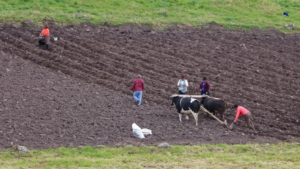 Campesinos cultivando la tierra en la Sierra andina del Ecuador