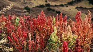 Granos de quinua andina, alimento típico de la dieta ancestral prenatal probada en un ensayo clínico en Quito, Ecuador