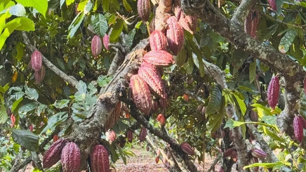 Mazorcas de cacao fino de aroma recolectadas en una plantación del litoral ecuatoriano