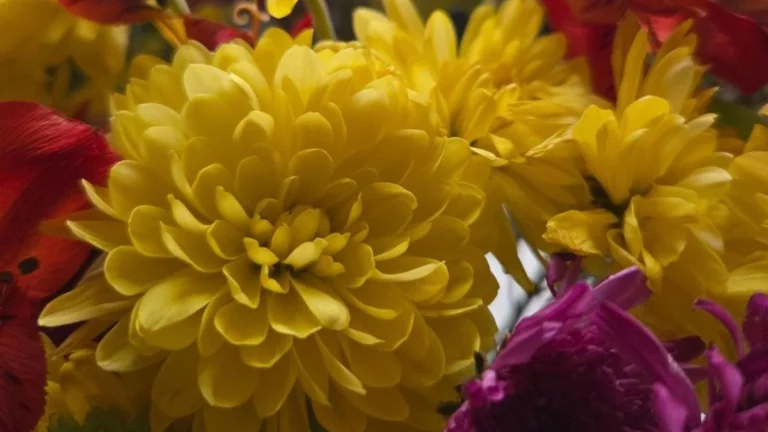 Arreglo de girasoles y flores amarillas en el 21 de septiembre