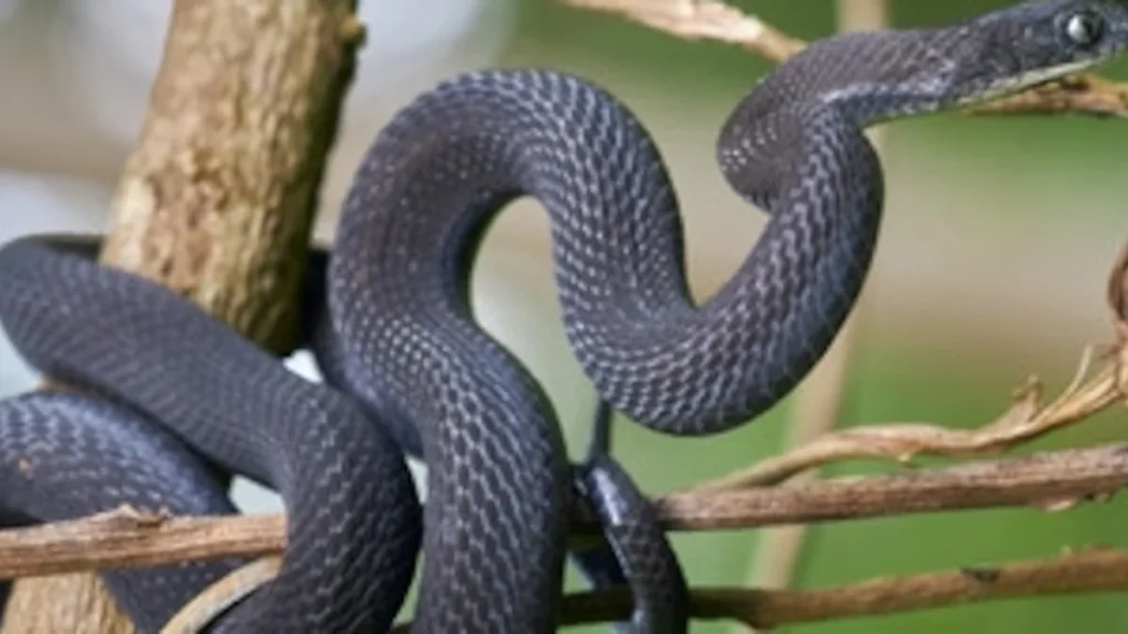 Primer plano de la serpiente Dasypeltis albigularis en Etiopía