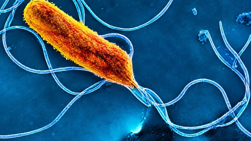 Estructuras biológicas celulares analizadas mediante algoritmos de predicción de ADN
