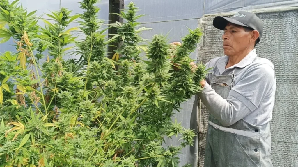 Cultivo tecnificado de cáñamo industrial y cannabis no psicoactivo en invernadero ecuatoriano