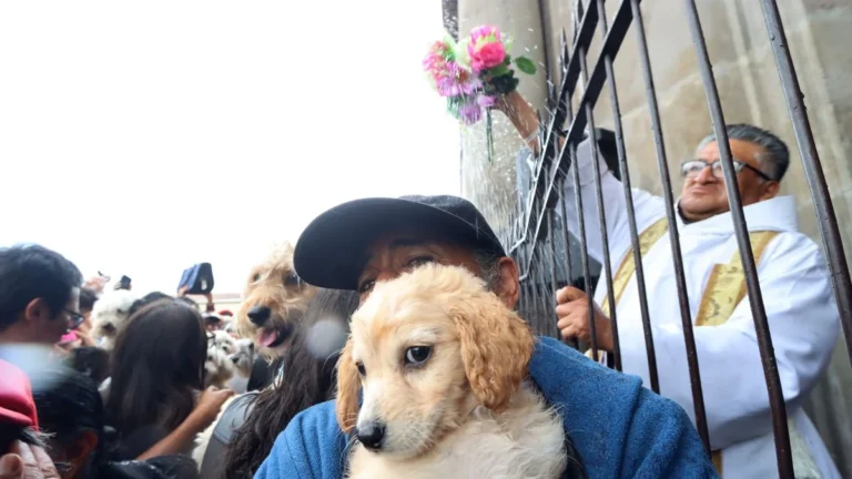 Mascotas congregadas en la Plaza de San Francisco de Quito para recibir bendición